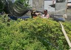 Anggota-Sat-Binmas-Polresta-Sidoarjo-Apresiasi-Warga-Kembangkan-Tanaman-Cabai