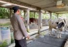 Polresta-Sidoarjo-|-Bhabinkamtibmas-Jemundo-Tinjau-Peternakan-Sapi,-Dorong-Ketahanan-Pangan-Lewat-Pola-Pakan-Bergizi