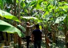 Polisi-Kenongo-Motivasi-Warga-Kembangkan-Lahan-Pisang