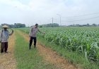 Polsek-Tarik-Patroli-Lahan-Jagung-Dukung-Swasembada