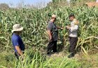 Polsek-Sidoarjo-Kota-Dampingi-Perawatan-Jagung-untuk-Dukung-Swasembada-Pangan