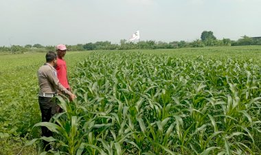 Polsek-Wonoayu-dan-Petani-Optimalkan-Lahan-Jagung