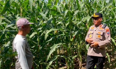 Dukung-Swasembada-Pangan,-Kapolsek-Balongbendo-Cek-Lahan-Jagung-Hibrida-Siap-Panen