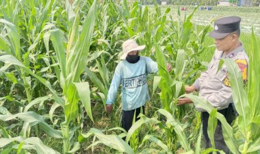 Polisi-Cinta-Petani,-Polsek-Tarik-Pantau-Pertumbuhan-Jagung-di-Kedungbocok-Demi-Sukseskan-Ketahanan-Pangan-Polresta-Sidoarjo