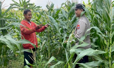 Sinergi-Patroli-Kamtibmas-Polsek-Tarik,-Kawal-Ketahanan-Pangan-Jagung-di-Sidoarjo