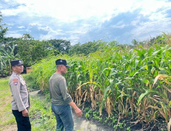 Polisi Sambangi Petani Jagung di Sepanjang, Hadirkan Semangat Baru untuk Ketahanan Pangan