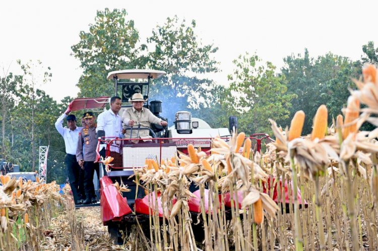Perkuat Ketahanan Pangan Nasional, Presiden Prabowo Turun Langsung Panen Jagung di Tuban