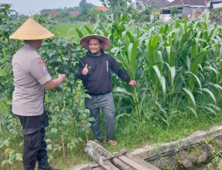 Polsek Tulangan Dukung Ketahanan Pangan Melalui Monitoring Lahan Jagung Tumpang Sari di Desa Gelang