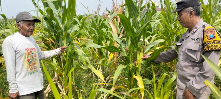 Polsek Tulangan Dukung Ketahanan Pangan, Tinjau Perkembangan Lahan Jagung di Desa Kajeksan
