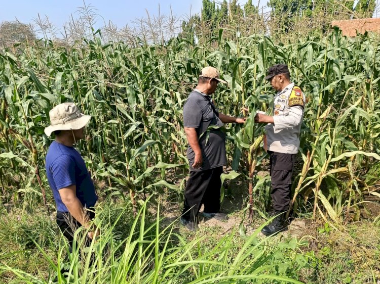 Kolaborasi Polisi dengan Petani Rawat Tanaman Jagung untuk Swasembada Pangan