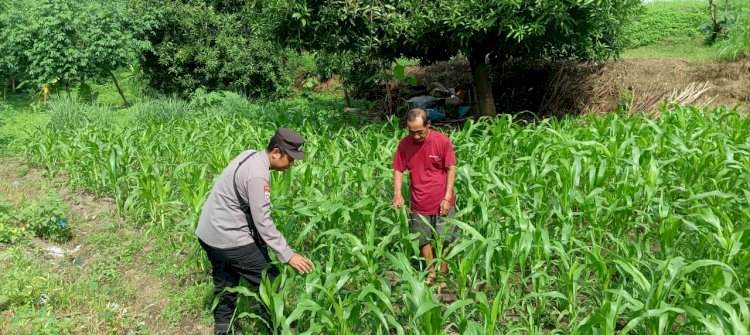 Bhabinkamtibmas Desa Trompoasri Pantau Pertumbuhan Jagung, Wujud Jalankan Ketahanan Pangan