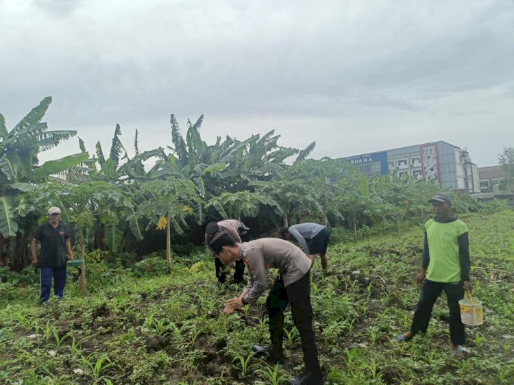 Polsek Waru Cek Perkembangan Tanaman Jagung di Desa Bungurasih