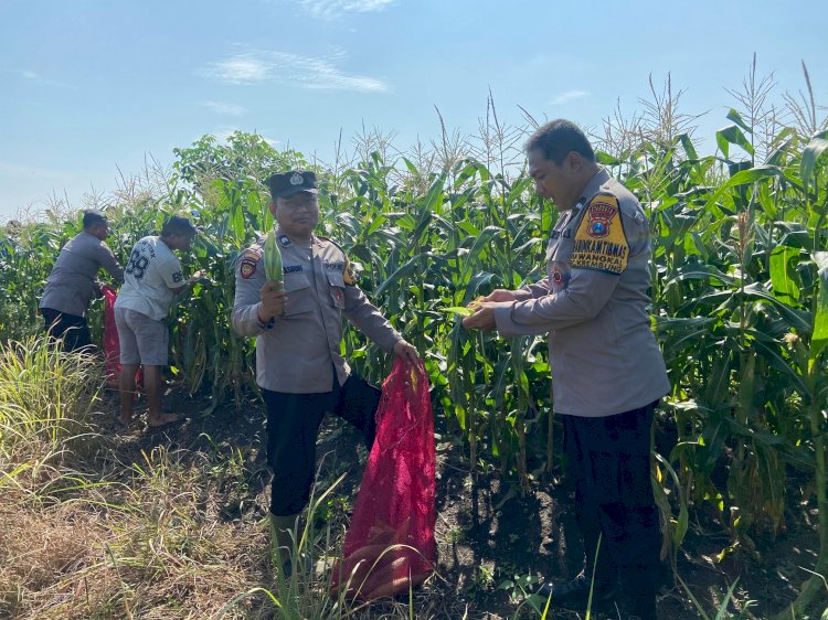 Kanit Binmas Polsek Krembung Dampingi dan Apresiasi Panen Jagung Program P2B di Desa Lemujut