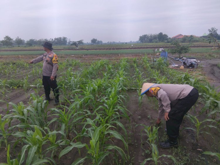 Polisi dan Petani Bersinergi, Polsek Krembung Optimalkan Jagung Hibrida untuk Perkuat Ketahanan Pangan Nasional