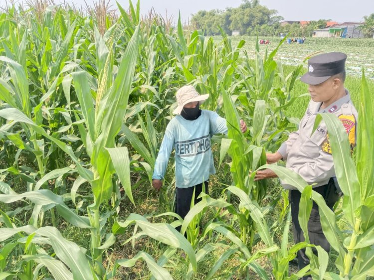 Polsek Tarik Pantau Pertumbuhan Jagung di Kedungbocok Demi Sukseskan Ketahanan Pangan Polresta Sidoarjo