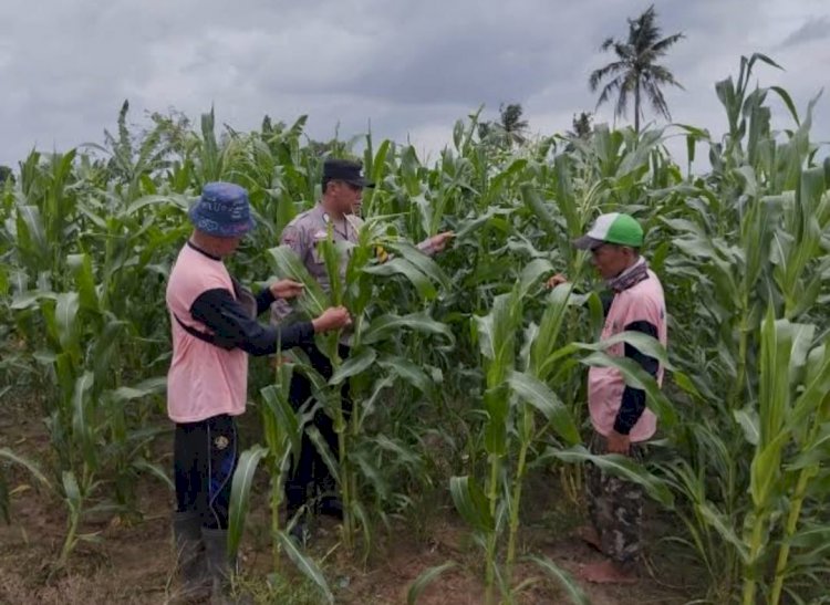 Wujudkan Swasembada Pangan, Polsek Sidoarjo Kota Dampingi Petani Jagung