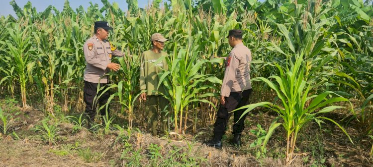 Polisi Cinta Petani, Polsek Candi Intensif Dampingi Petani Pantau Pertumbuhan Jagung Demi Sukseskan Ketahanan Pangan