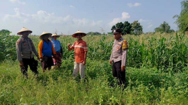 Dukung Asta Cita Presiden Prabowo, Polsek Tulangan Sidoarjo Kawal Ketahanan Pangan Lahan Jagung di Kemantren
